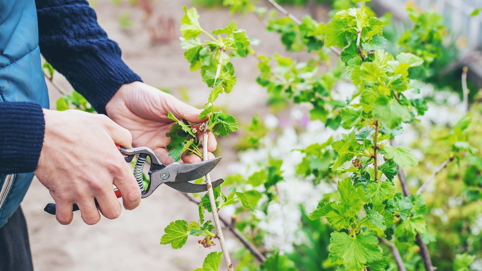 How to prune your trees and shrubs