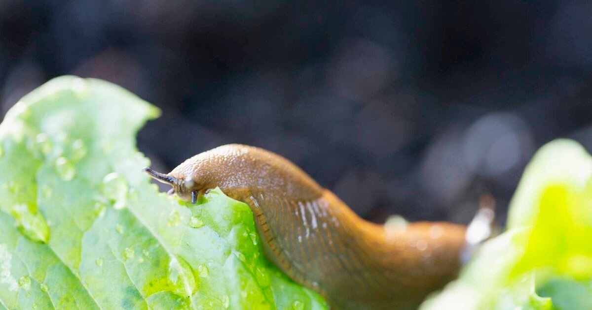 How can we control slugs and snails in our gardens?