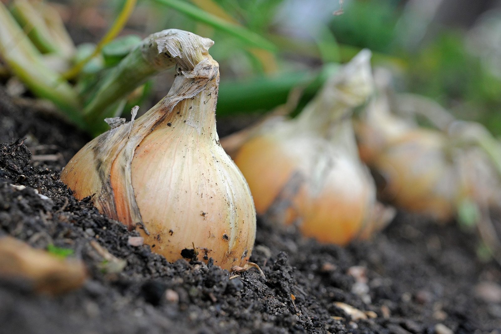 Onions Bulbs | Purple Flower Deals Bulbs Plants