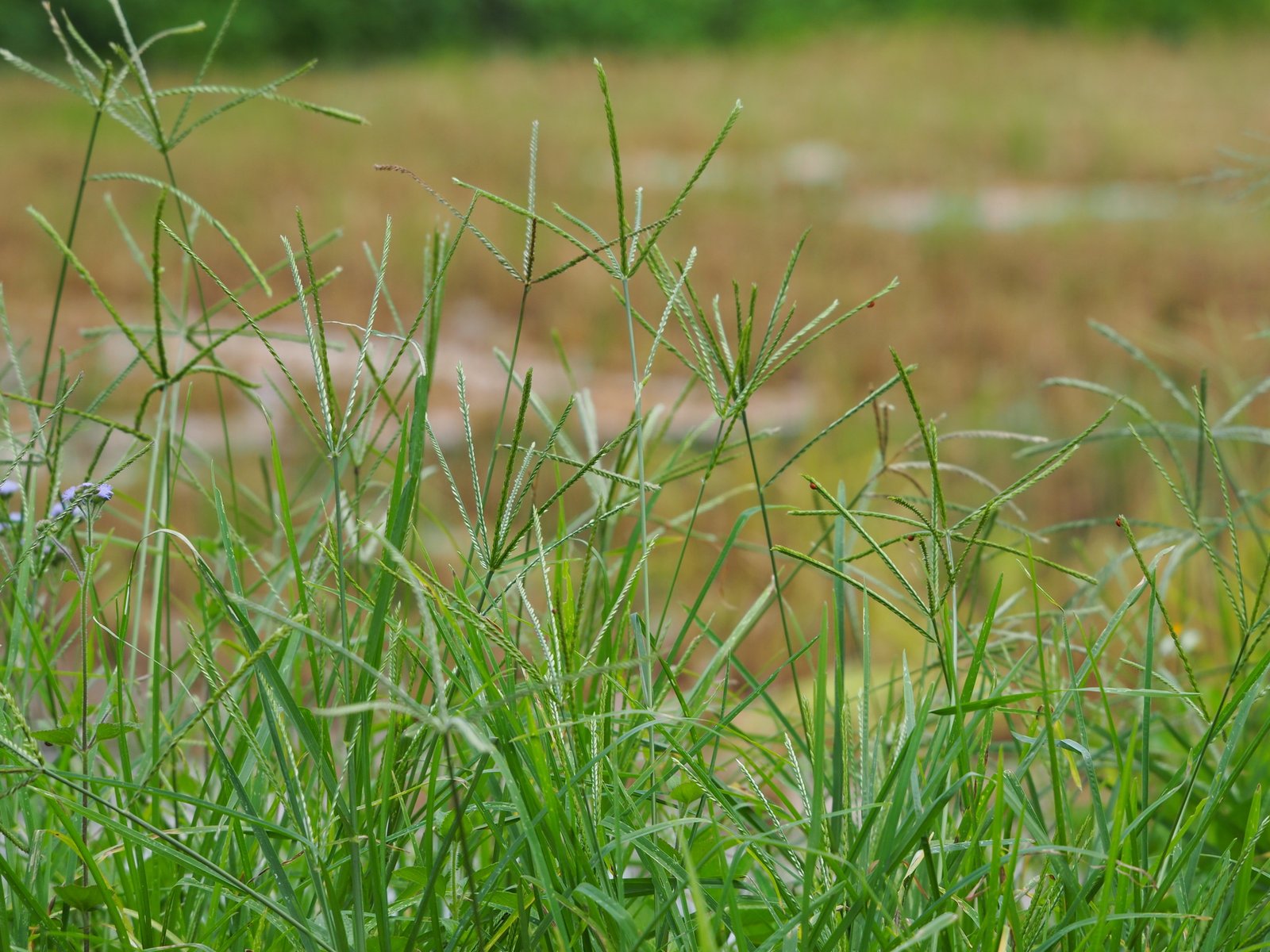 This plant is one of the most miraculous plants in the world. Here's why