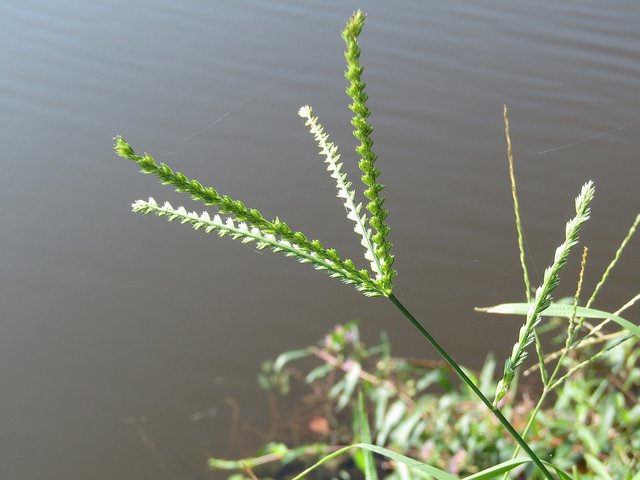 This plant is one of the most miraculous plants in the world. Here's why