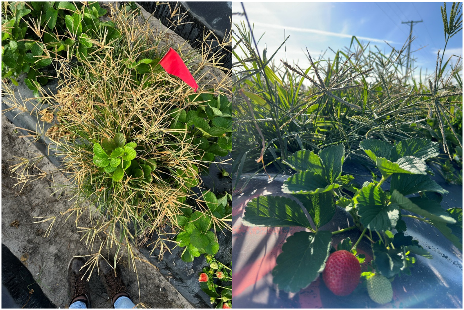 This plant is one of the most miraculous plants in the world. Here's why