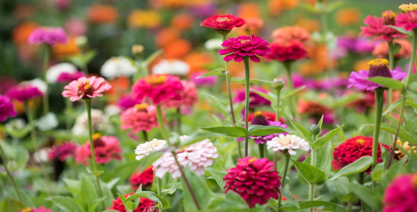 Zinnia / RHS Gardening