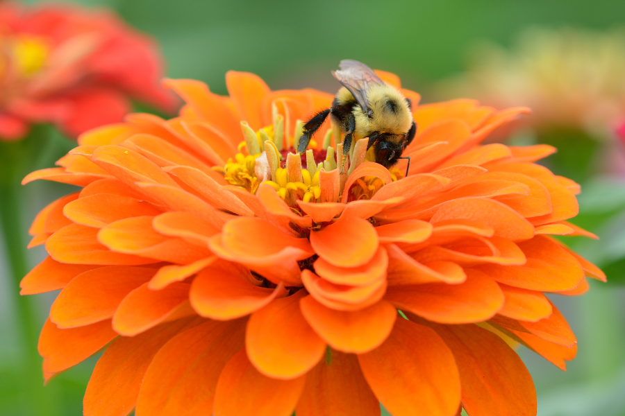 Vibrant Zinnias: Attract Pollinators for a Thriving Garden