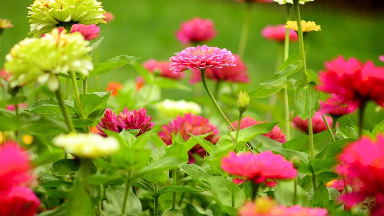 7 Ways to Keep Your Zinnias Blooming All Summer