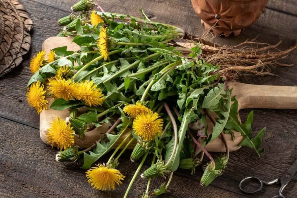 Medical experts say dandelion cannot cure cancer cells in humans as claimed  - Dubawa