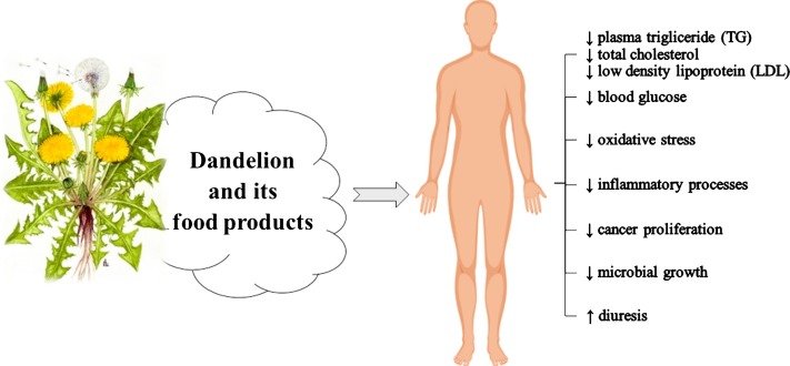 Pro-health activity of dandelion (Taraxacum officinale L.) and its food  products – history and present - ScienceDirect