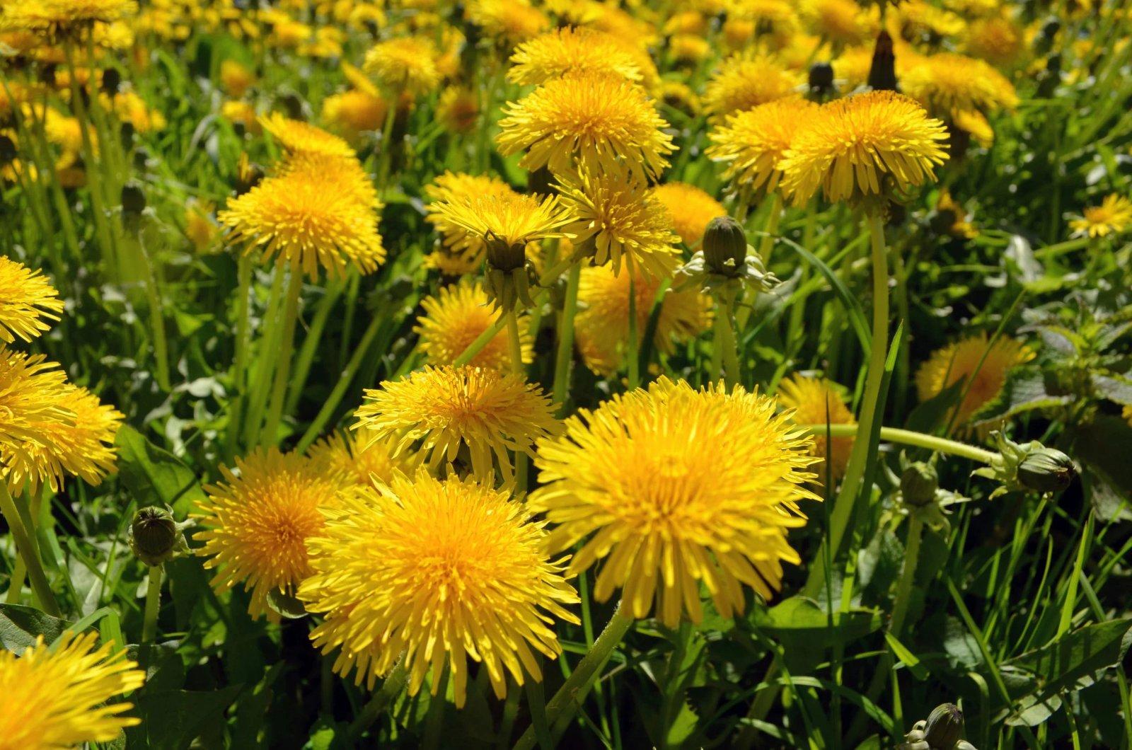 Are Dandelions Annuals? A Quick Plant Guide