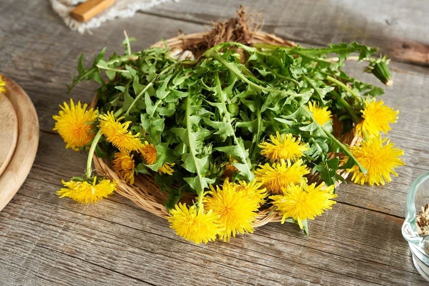 9 Dandelion Root Benefits: Nature's Secret to Better Health