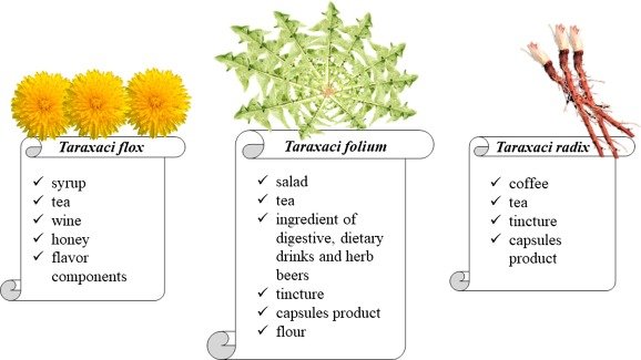 Pro-health activity of dandelion (Taraxacum officinale L.) and its food  products – history and present - ScienceDirect
