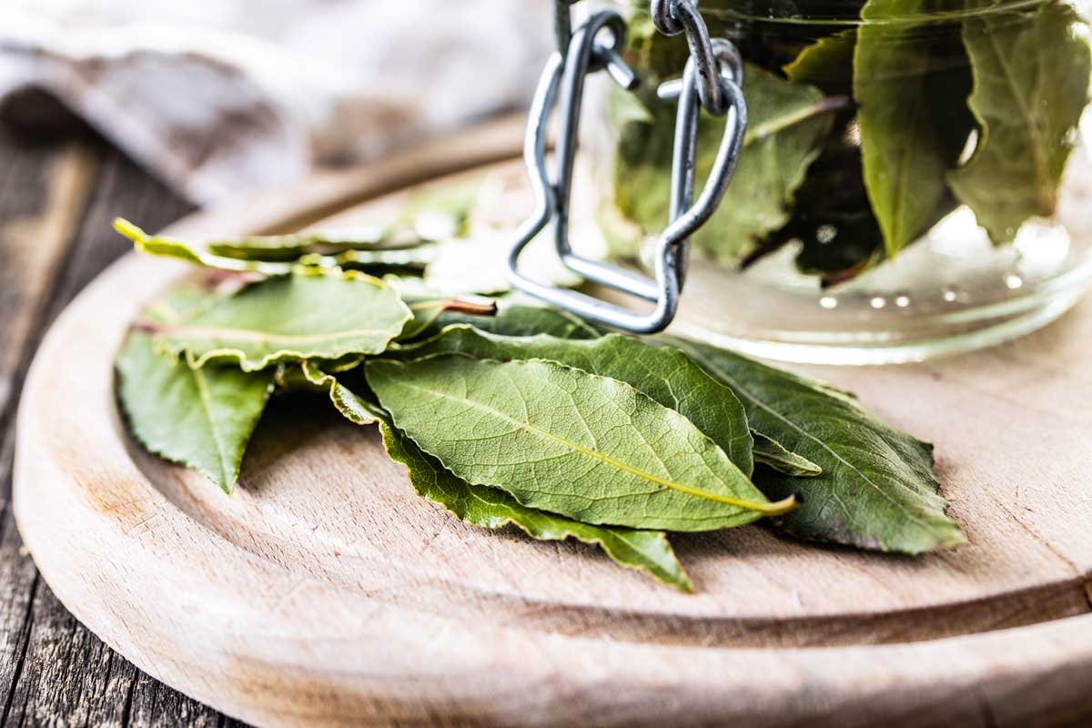 Harvesting Bay Leaves - The Kitchen Herbs