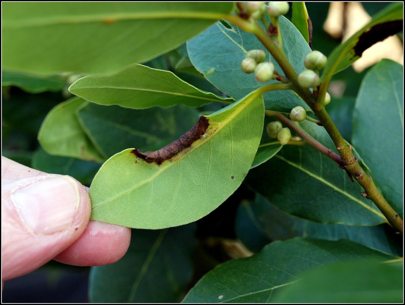 Mark's Veg Plot: Bay tree problems