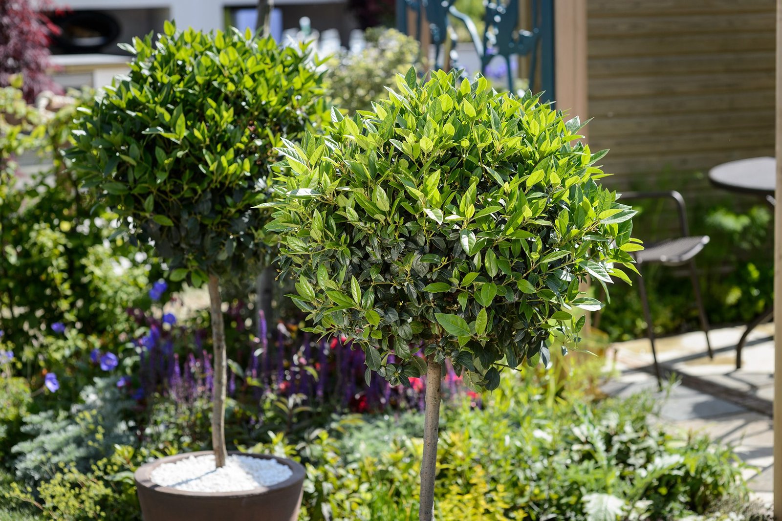 How to Grow Bay (Laurus nobilis) – BBC Gardeners' World Magazine | BBC  Gardeners World Magazine