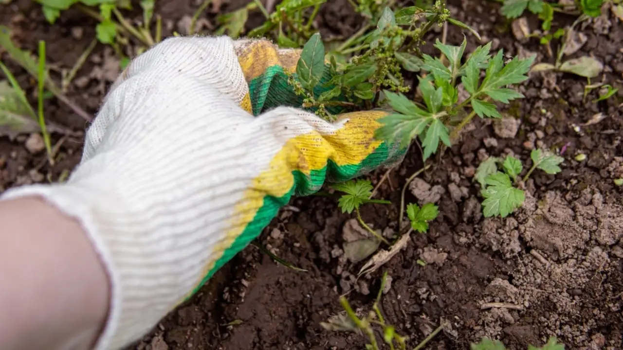 10 Organic Weed Control Methods for a Thriving Perennial Garden