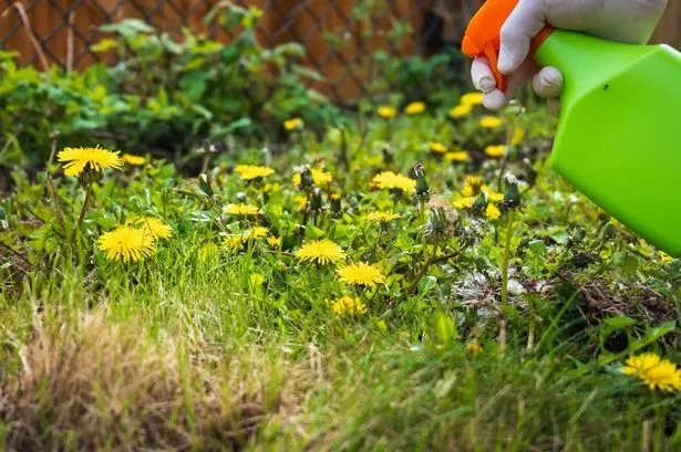 Gardener's 'cheap and easy' method to kill weeds with one natural  ingredient | Wales Online