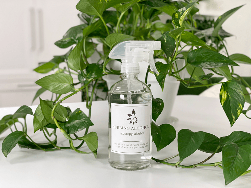 Rubbing Alcohol Pest Treatment | AmieSue.com