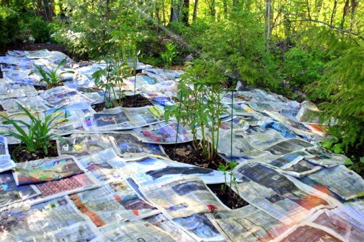How I Smother Weeds with Newspaper – Kevin Lee Jacobs