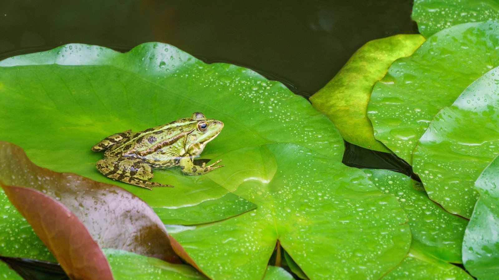 How and Why to Attract Frogs to Your Garden This Year