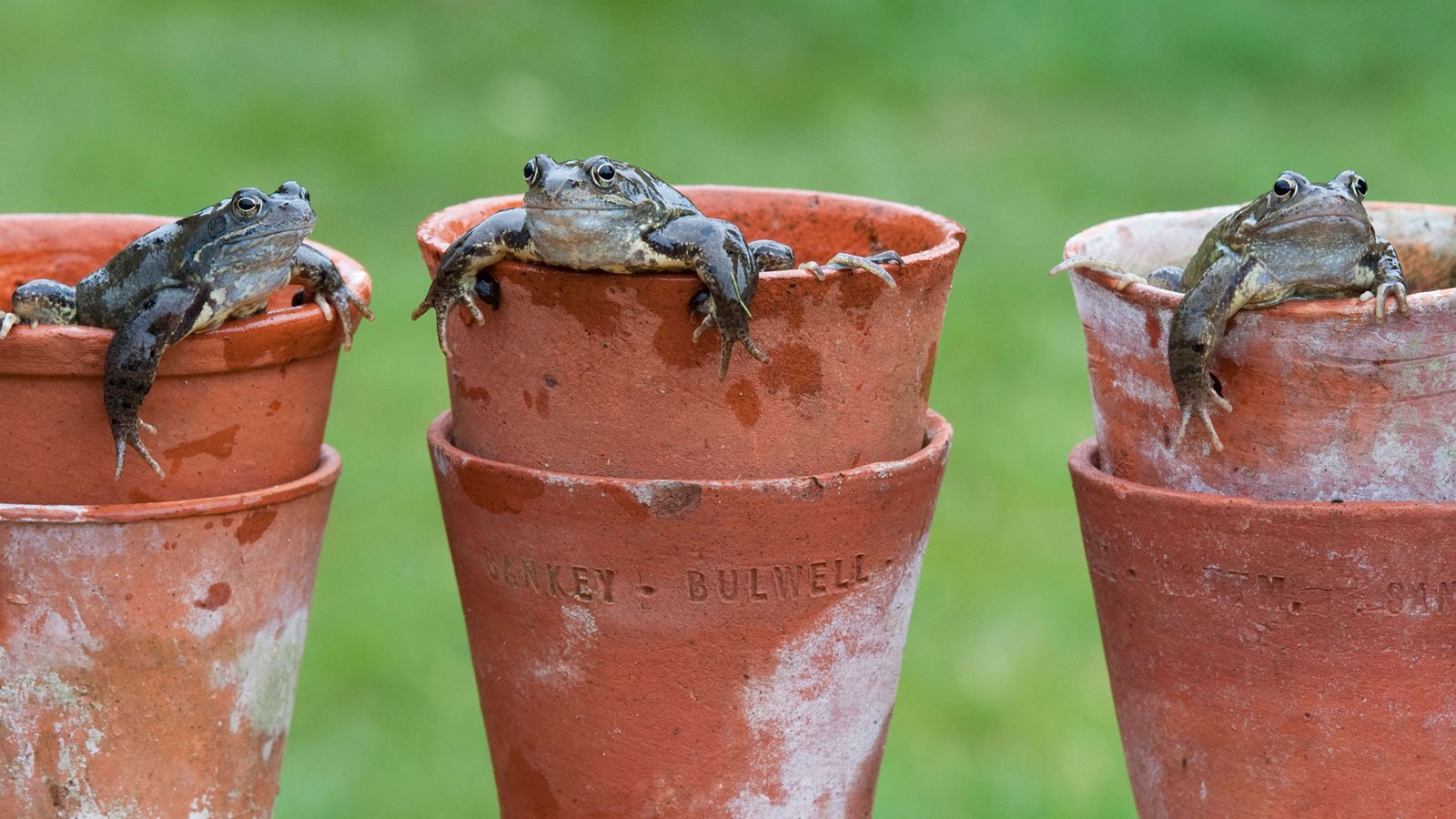 7 Best Plants For Frogs: Attract More Froggies To Your Pad! | Gardening  Know How