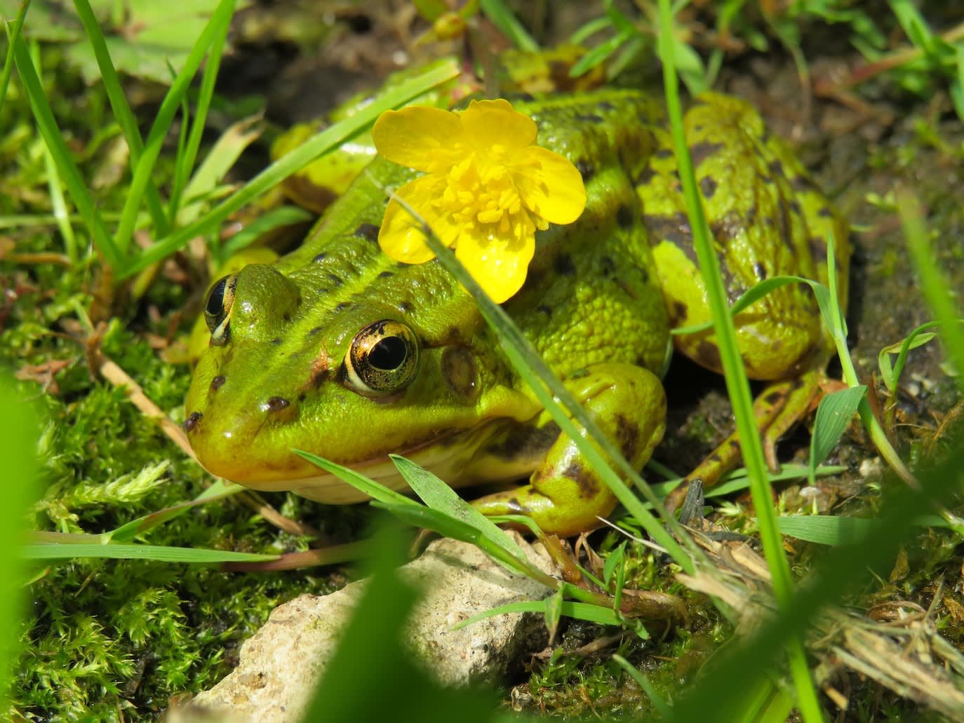 How to Attract Frogs and Toads to Your Garden - Dengarden