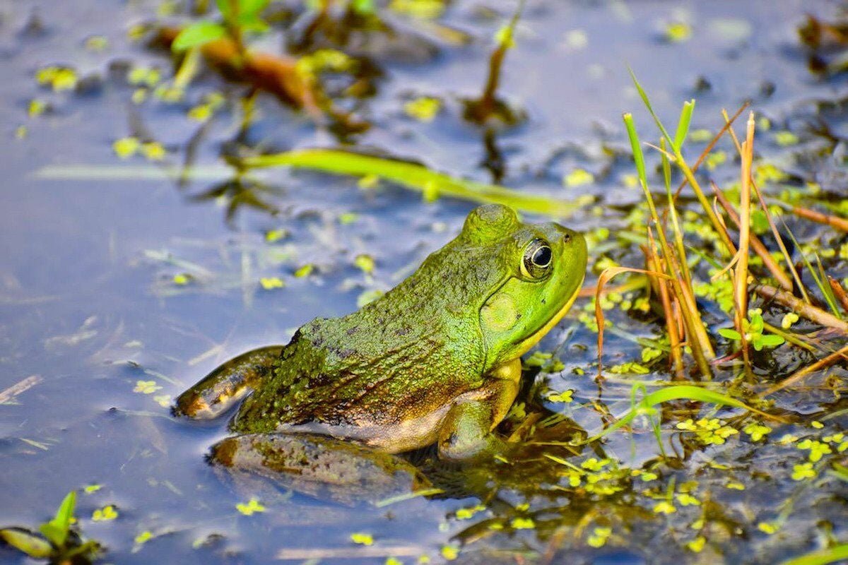 5Ws+1H: What It's About: Frogs, toads help indicate ecosystem health | News  | tahlequahdailypress.com