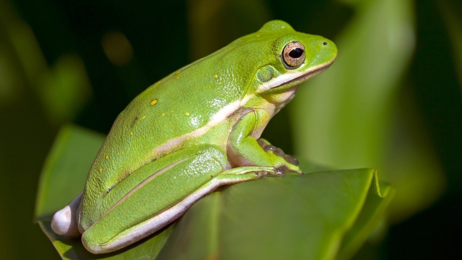 How and Why to Attract Frogs to Your Garden This Year