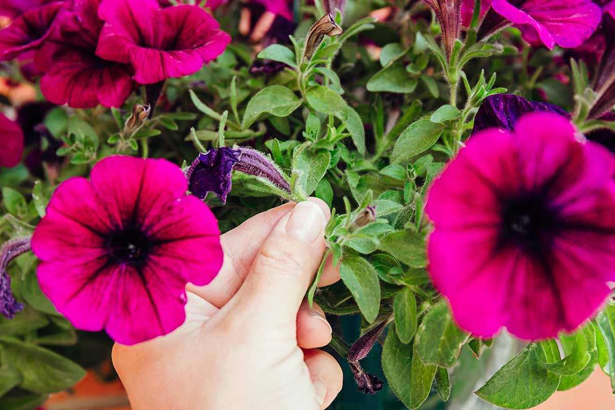 Deadheading Petunias: How to Remove Spent Flowers