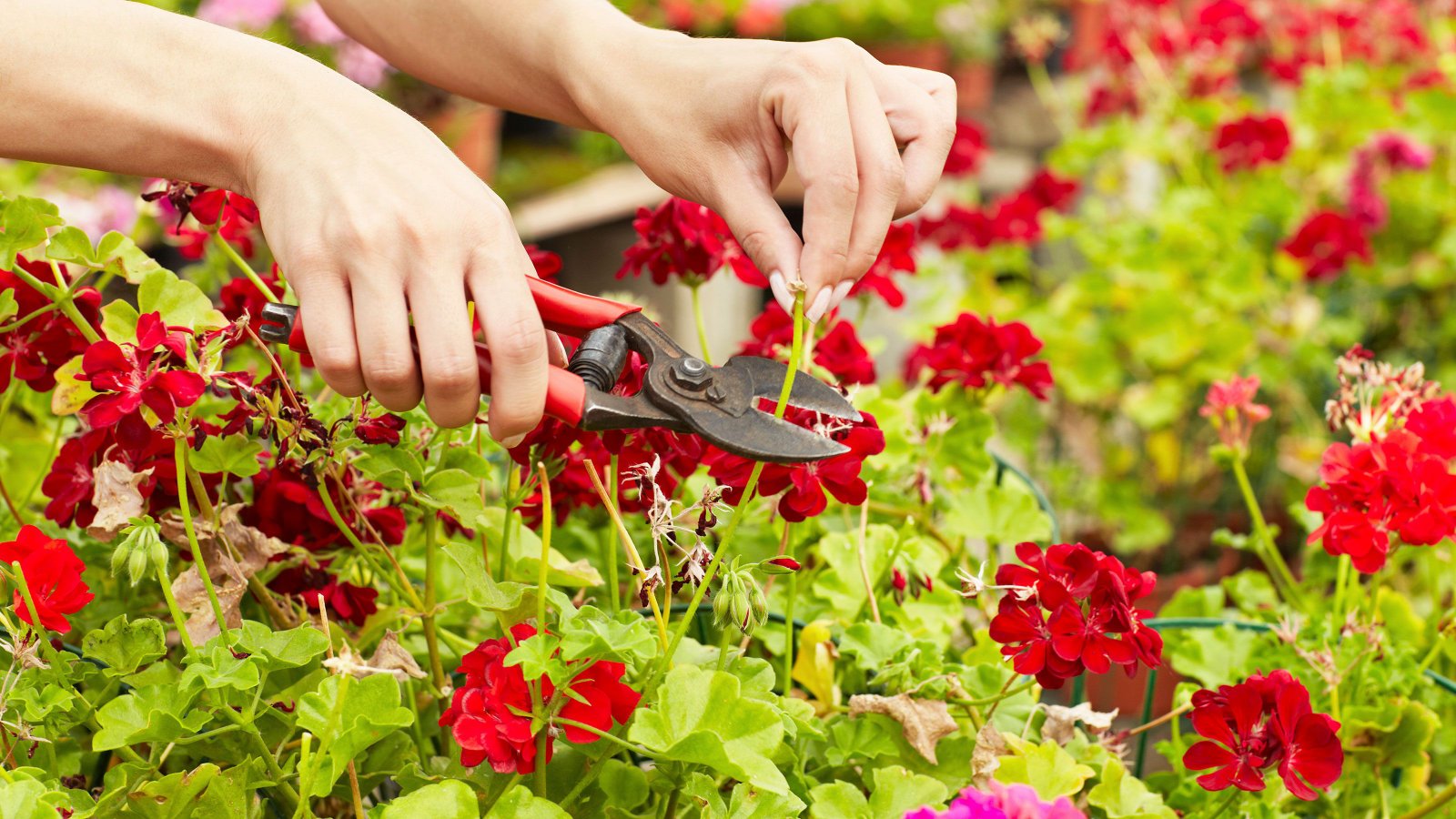 7 flowers you don't have to deadhead according to gardening experts | Real  Homes