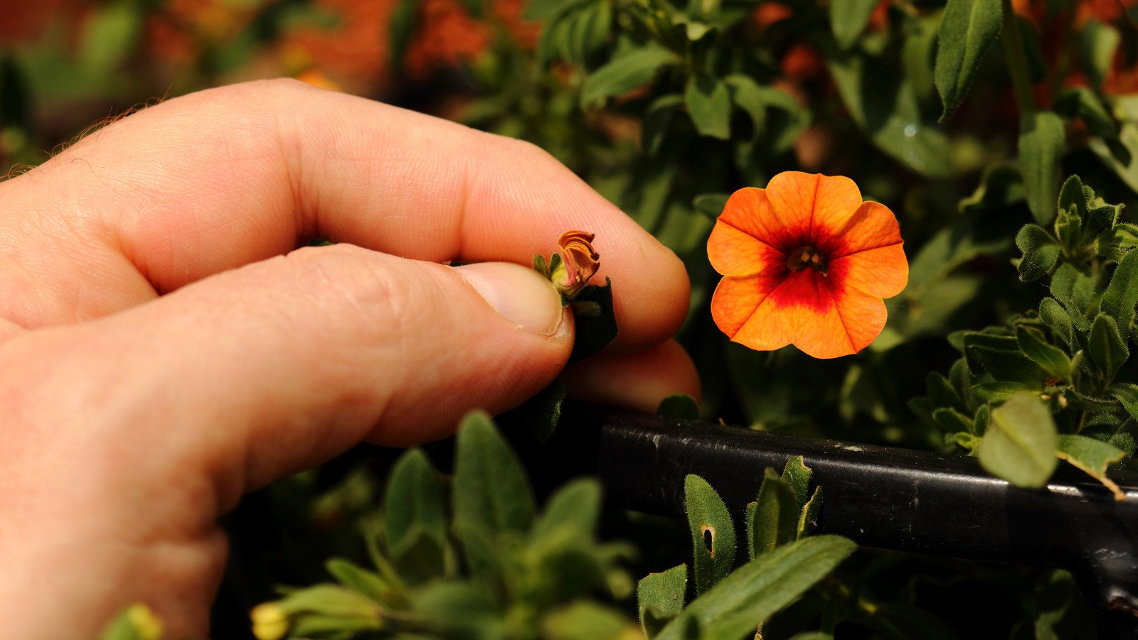 The Common Mistake Everyone Makes When Deadheading Petunias