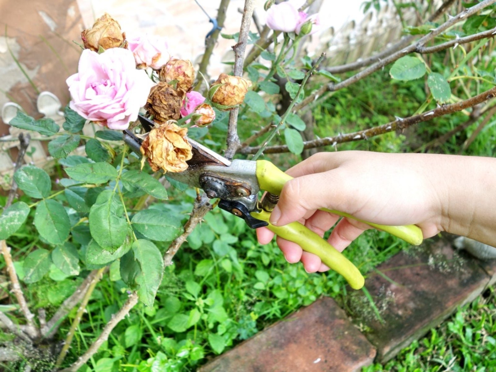 Deadheading Roses: How To Deadhead Roses For More Blooms | Gardening Know  How