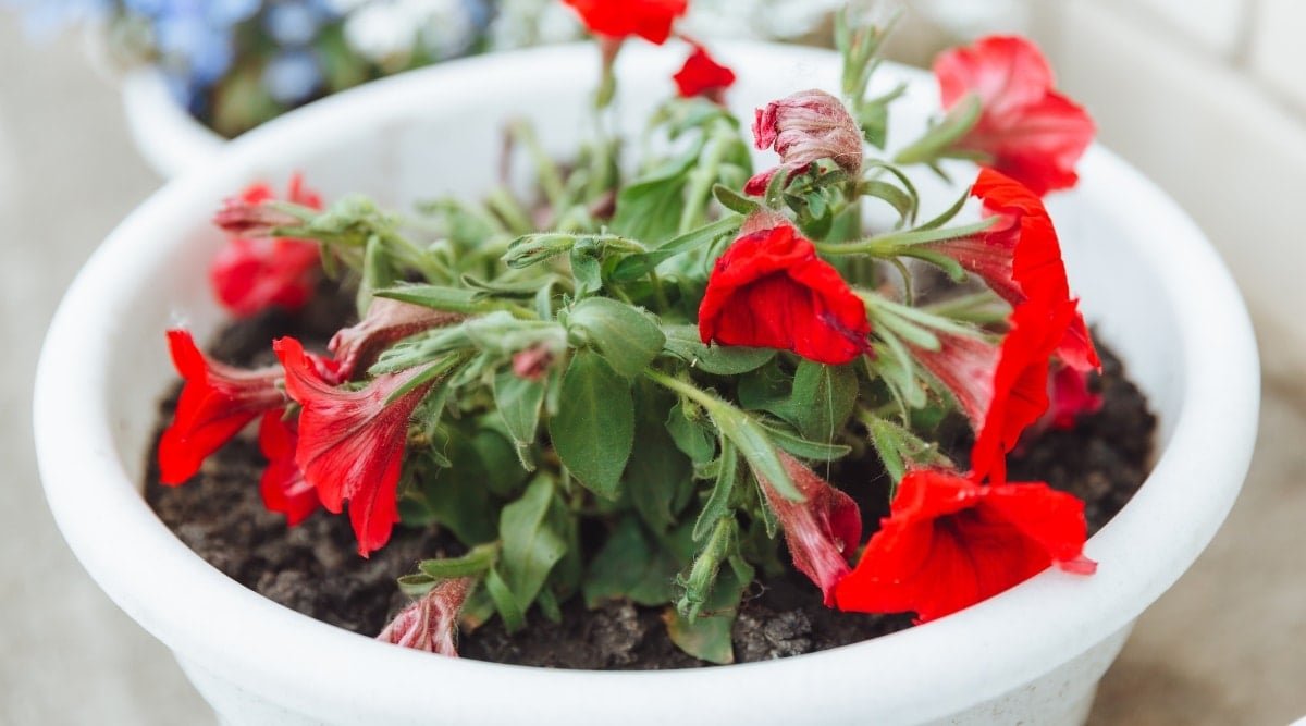 How to Deadhead Petunias in 5 Simple Steps