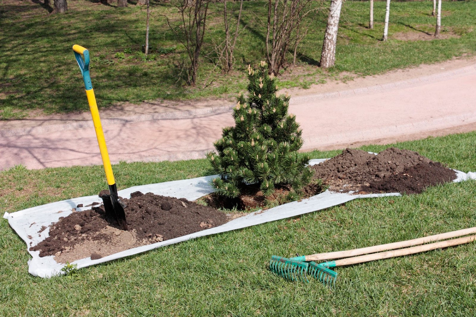 10 Common Mistakes in Tree Transplanting - Green Wavs