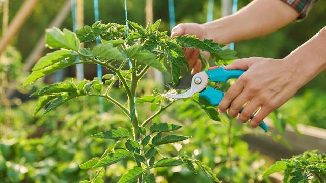 The Best Time To Plant Tomatoes For A Bountiful Harvest