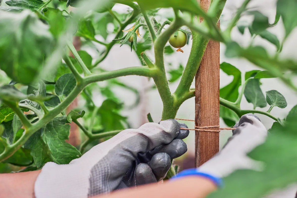 How To Properly Tie  Support Tomato Plants ( 3 Common Mistakes) - Tomato  Bible