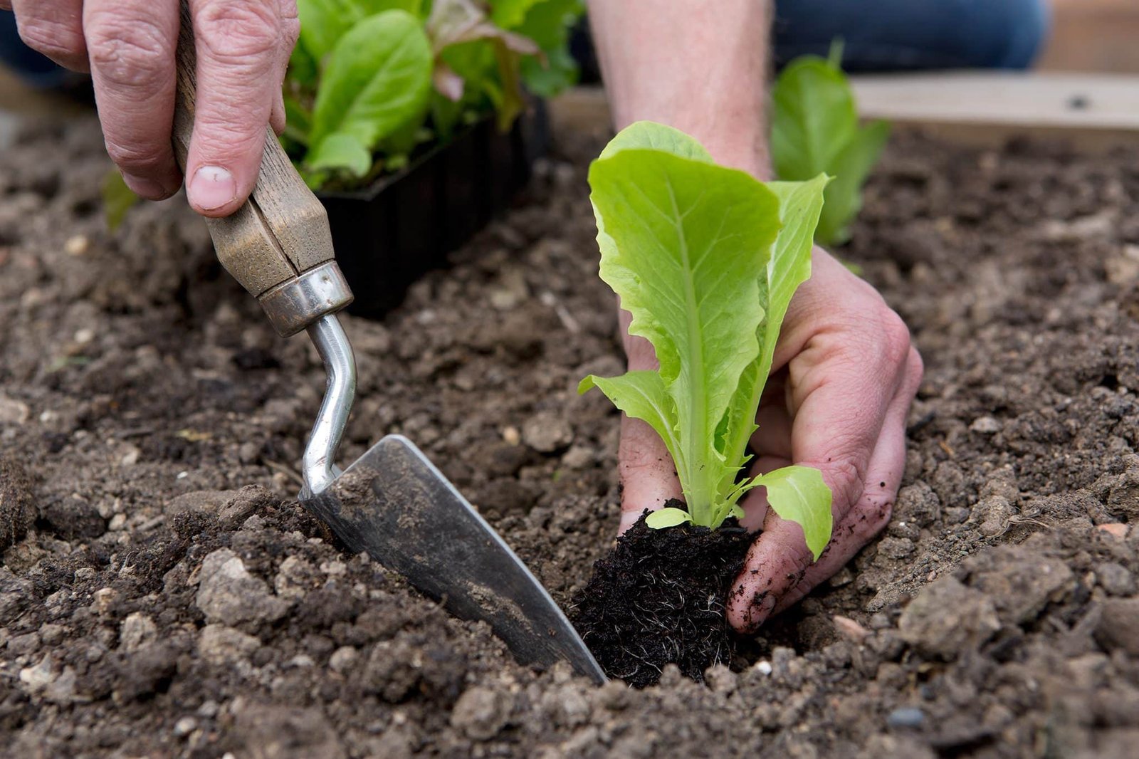 How to Get Started with Late Spring and Summer Gardening - Crossnore