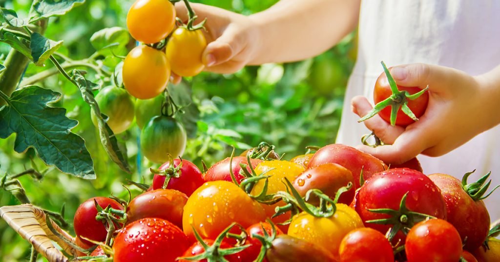 Exploring Tomatoes: A Guide for Gardeners - Flowerland