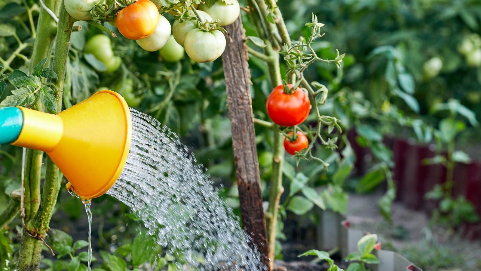 7 Signs You're Overwatering Tomatoes and How to Save Them