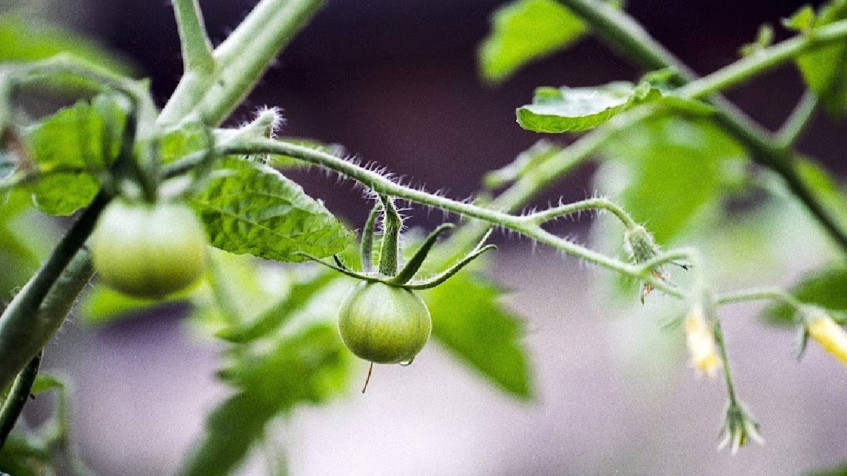 Tomatoes 101: A Quick-Start Guide for Beginners — Empress of Dirt