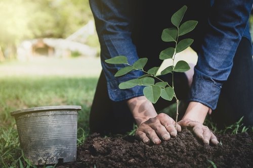 Proper Planting Techniques for Healthy Trees - Arborist Now