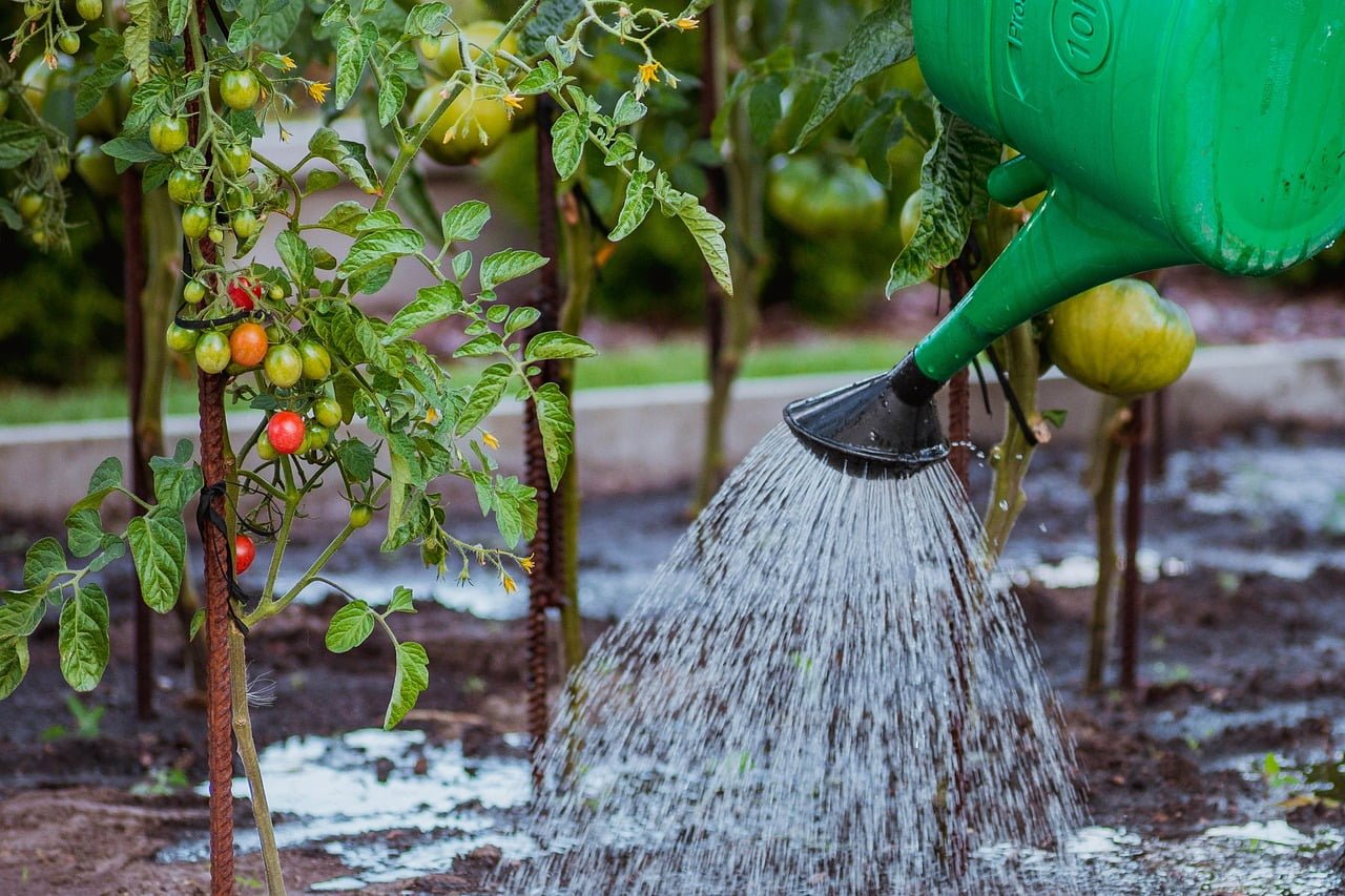 Watering Tomato Plants For A Bumper Harvest