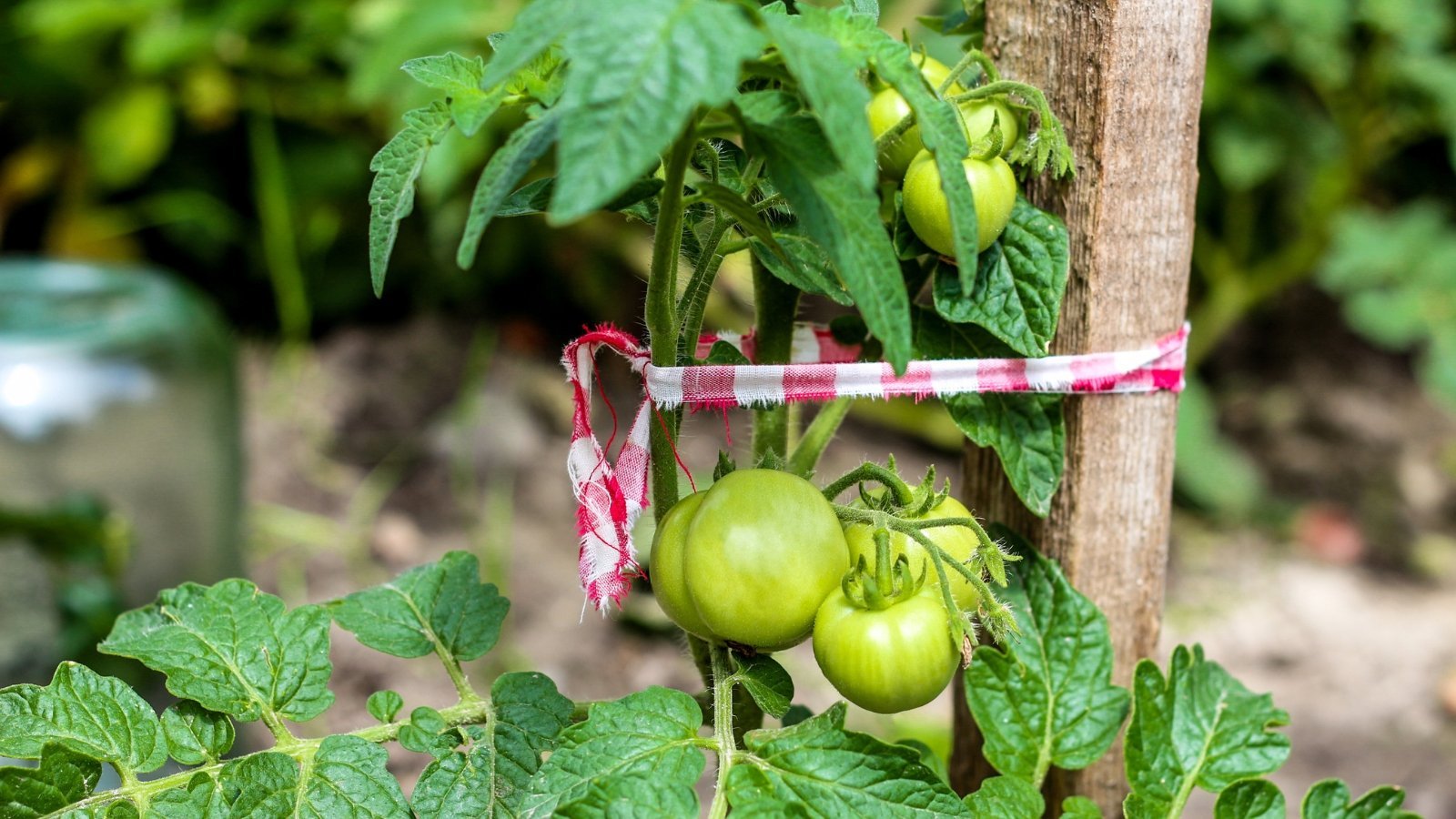 Stop Making These 5 Tomato Staking Mistakes
