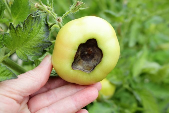 Tomato Plant Diseases, Pests,  Problems | Garden Design