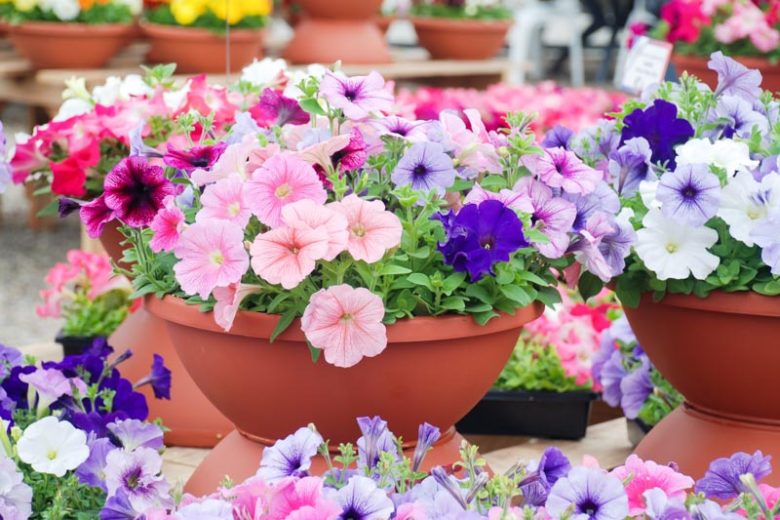 Petunia: How to Grow and Care with Success
