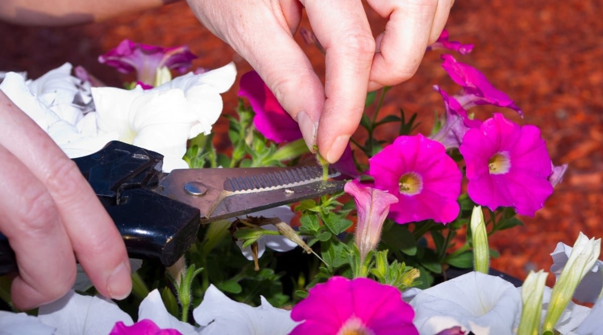 How to Prune Petunias in 7 Simple Steps
