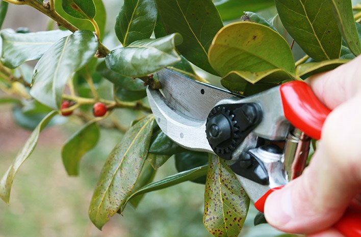 Why Should You Prune | Pruning Basics and Easy Tips | joe gardener®