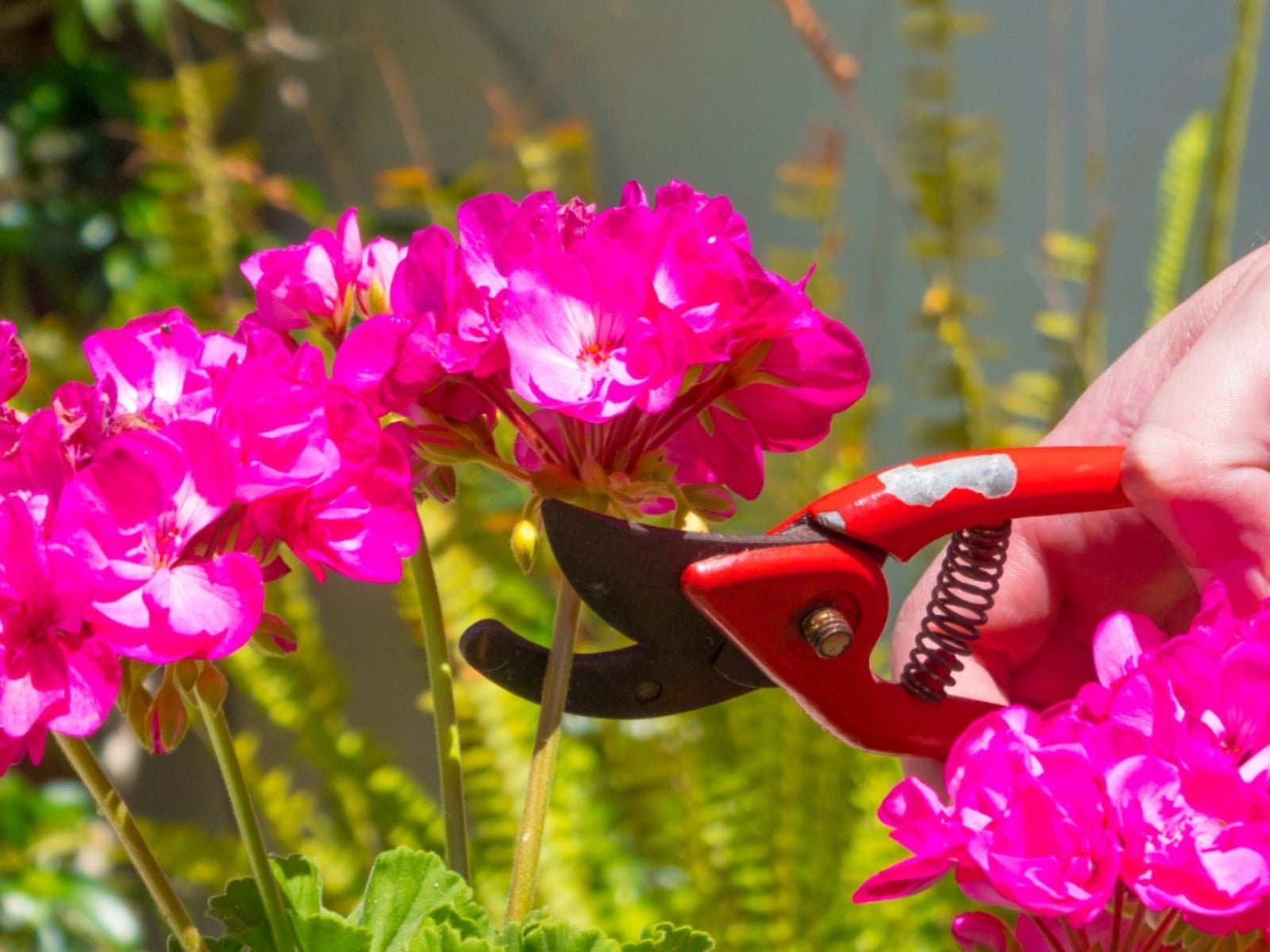 Pruning Geraniums - How To Pinch Geraniums For Better Growth | Gardening  Know How