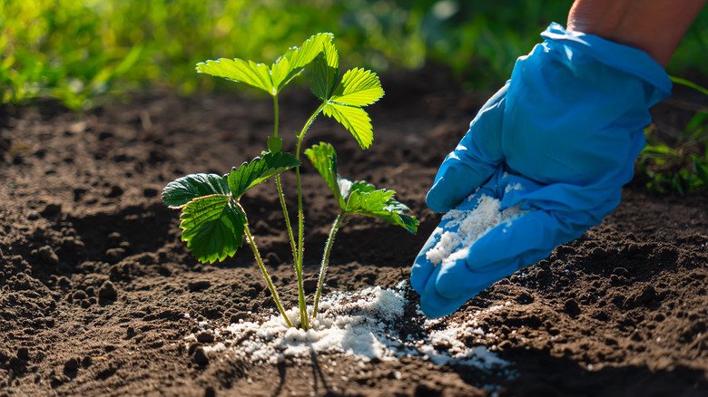 How To Revitalize Your Garden With NPK Fertilizer