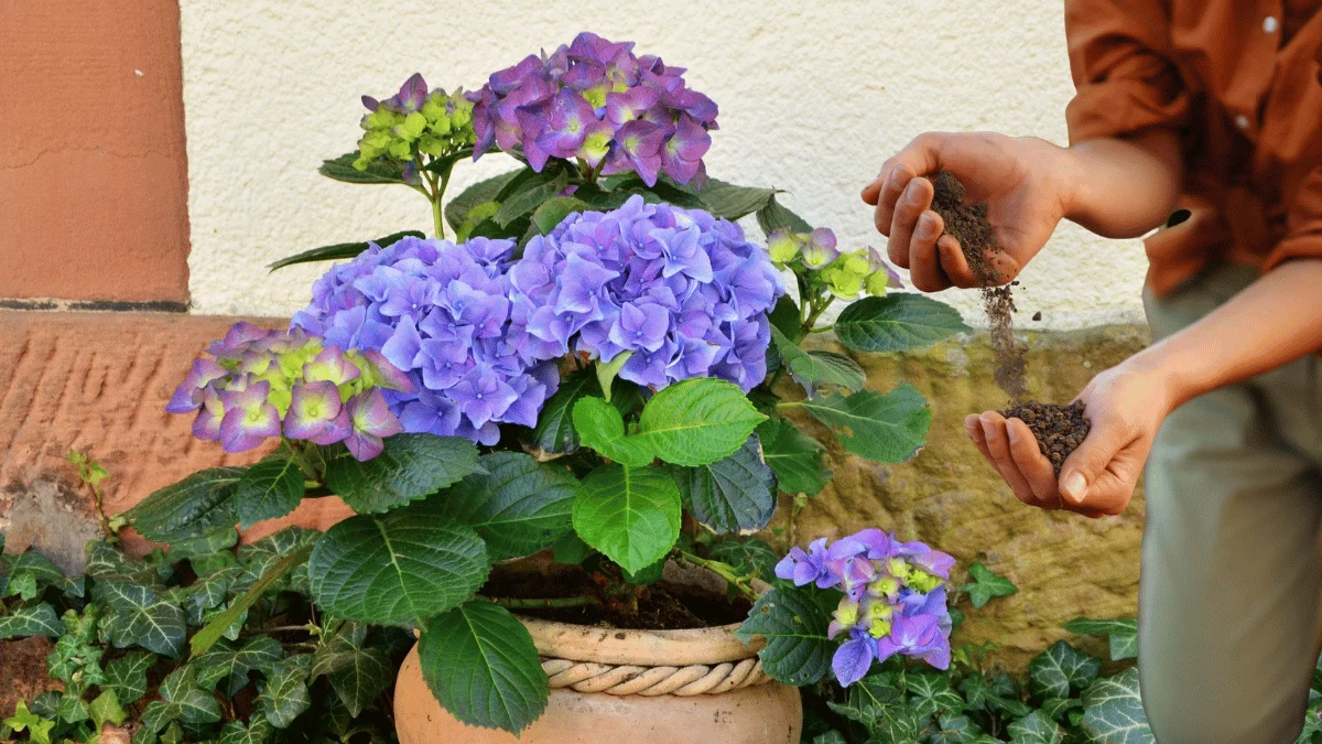 10 Best Natural  Organic Fertilizers for Hydrangeas: Achieve Big, Vibrant  Blooms | RASNetwork Gardening