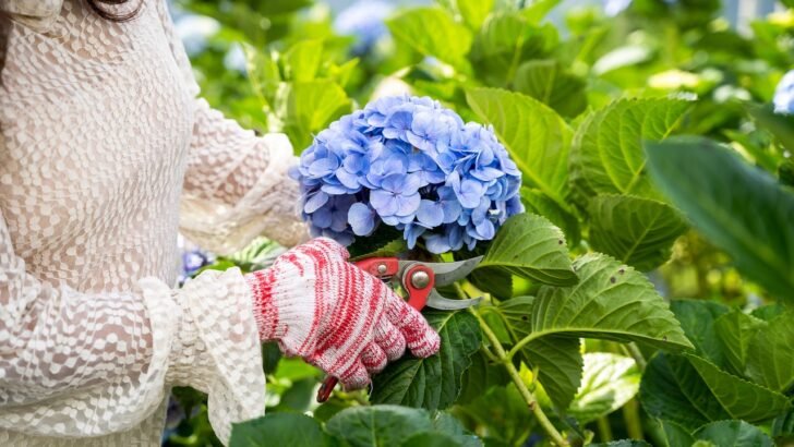 12 Tips To Extend Your Summer Blooms