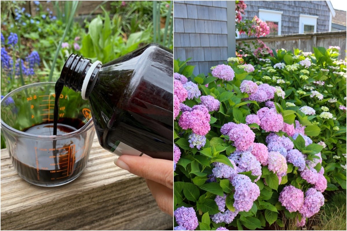 How  When to Fertilize Hydrangeas for Vibrant Summer Blooms